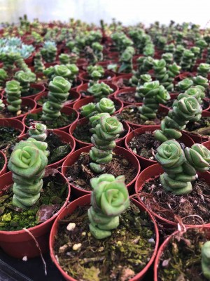 Crassula-rupestris-ssp-marnieriana